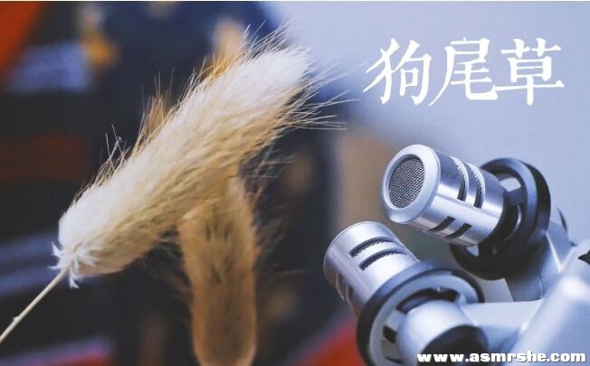 狗尾巴草的刺激采耳,耳搔（无人声） 助眠减压ASMR-助眠音声网