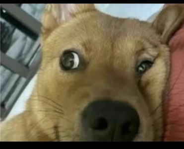 luoze的头像-助眠音声网